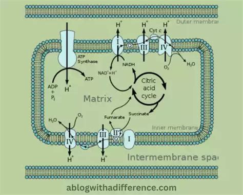 Chemiosmosis in Mitochondria and Chloroplast 4 best difference – Difference Between