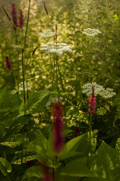 July 4 Cenolophium Persicaria Scott Weber Flickr