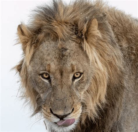 Wildlife Conservation Project, South Africa, Africa | GoKo Travels