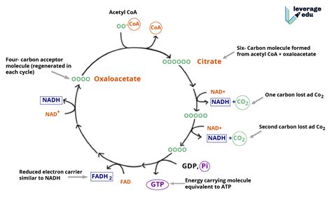 Respiration In Plants Class 11 Notes Leverage Edu