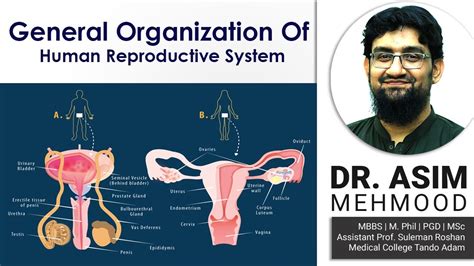 General Organization Of Human Reproductive System Hindi Urdu Youtube