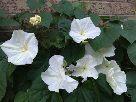 Moonflower Simplebiol