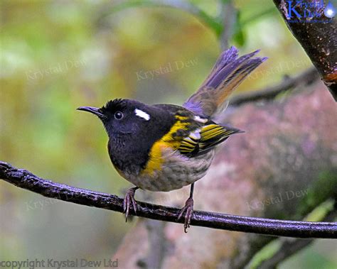 Male Hihi (stitchbird) Standing On A Stake At A Feeding Station At