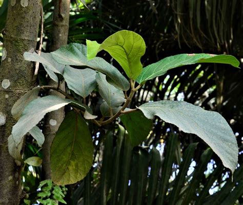 Ficus Nota Male Luasong Fr Jalan Imbak Tongod The Figs Of Borneo