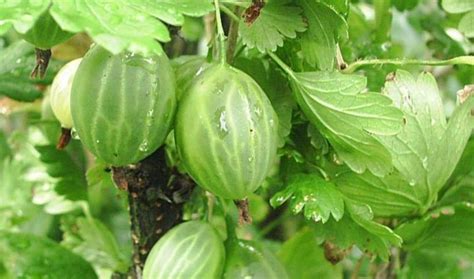 Описание сорта крыжовника — зеленый бутылочный | Сад и Огород