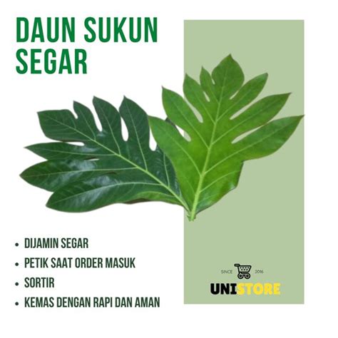 Jual Promo Daun Sukun Segar Gram Di Lapak Uni Store Bukalapak