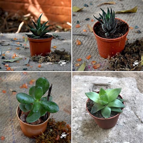 Assorted Set of 4 Hardy Indoor Succulent Plants - myBageecha