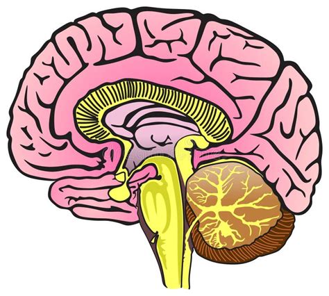 Diagramma Infografico Dell Anatomia Cerebrale Laterale Vedute Superiori