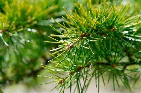 Usos Y Propiedades Del Aceite De Cedro