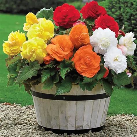 Begonia Mix Buc Gradina Cu Bulbi