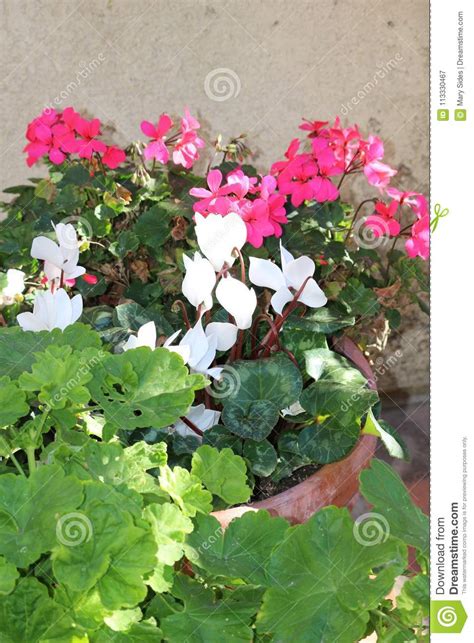 Potted Plants Stock Image Image Of Leafy Pink Plants 113330467