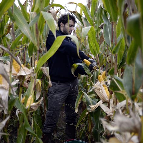 Monsanto le Conseil d État annule l interdiction du maïs OGM MON810