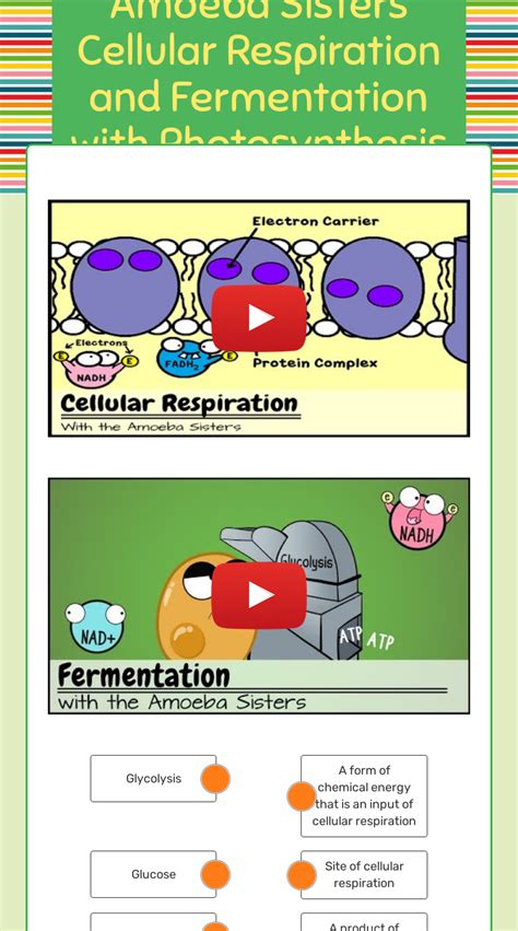 Amoeba Sisters Cellular Respiration And Fermentation With Photosynthesis Review Interactive