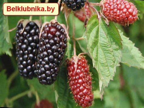 Саженцы ежевики Коламбия Стар - Купить в питомнике в Минске - Доставка ...
