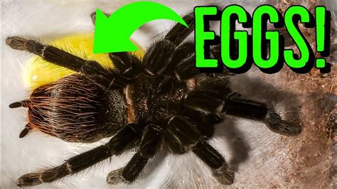 Tarantula Eggs