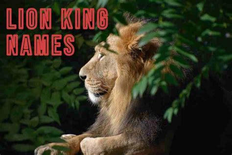 Lion King Names: Exploring The Significance And Meanings Behind The ...