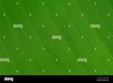 Detail Photograph Of A Banana Leaf Geometric Pattern Macro From The