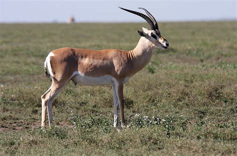 Impressionen aus Kenia und Tansania