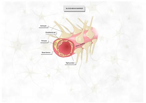 Blut Hirn Schranke Aufbau Funktion Krankheiten MedLexi De