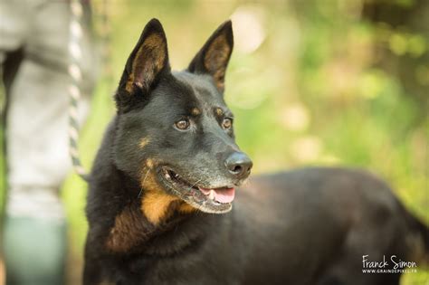 Les Animaux L Adoption Refuge De L Angoumois Spa De Mornac