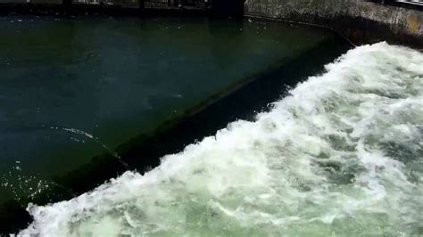 Columbia River Salmon Ladder Outside Youtube