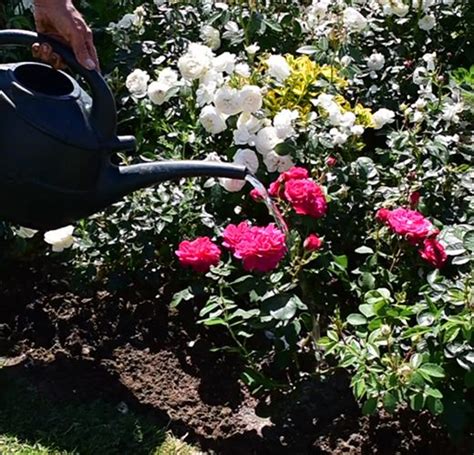 Feeding and Watering Roses