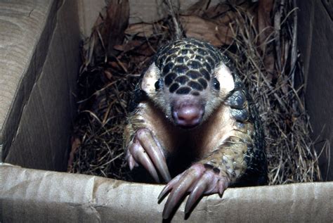 Roll with us - World Pangolin Day 2020 | KFBG Blog::Kadoorie Farm and