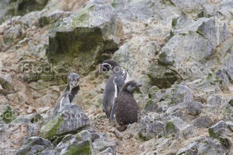 Portrait Of Humboldt Penguins Ballestas Islands Peru Stock Photo