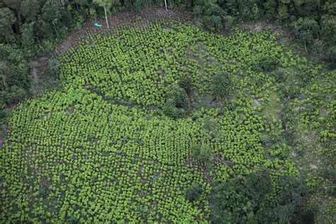 El Cultivo De Hoja De Coca Y La Producci N De Coca Na En Colombia