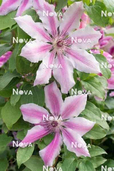 Clematis Nelly Moser