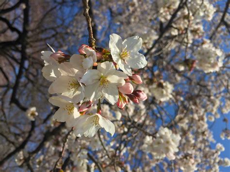 Free Images Tree Nature Branch Flower Food Spring Produce