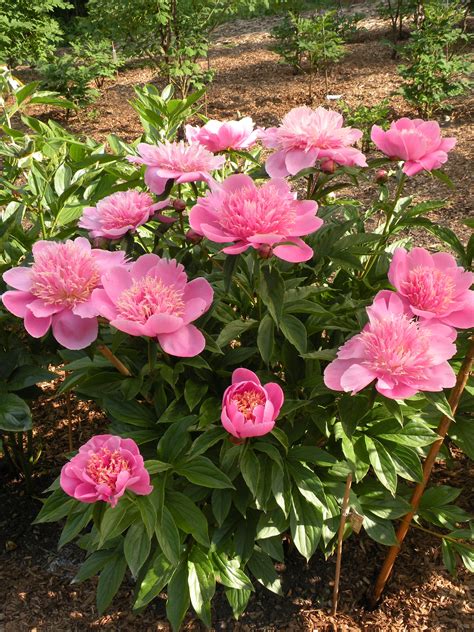 Peony Growth Habits A Peony For Every Place Cricket Hill Garden