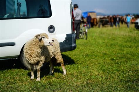 Authentic Van Rooy Sheep Images - Free Download on Freepik