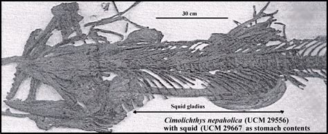 Tusoteuthis - Wikipedia