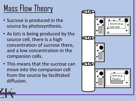 Translocation and Mass Flow Theory Lesson | Teaching Resources