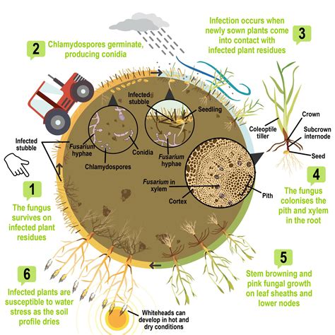 Fusarium Crown Rot Wa Soil Knowledge Base