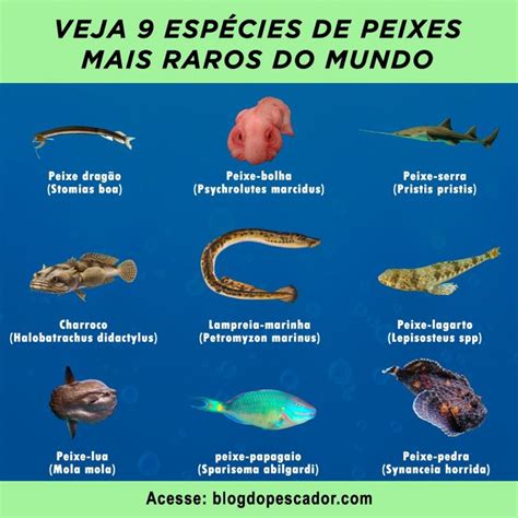 Tipos De Peixes Mais Raros Do Mundo Em Peixe Bolha Tipos De