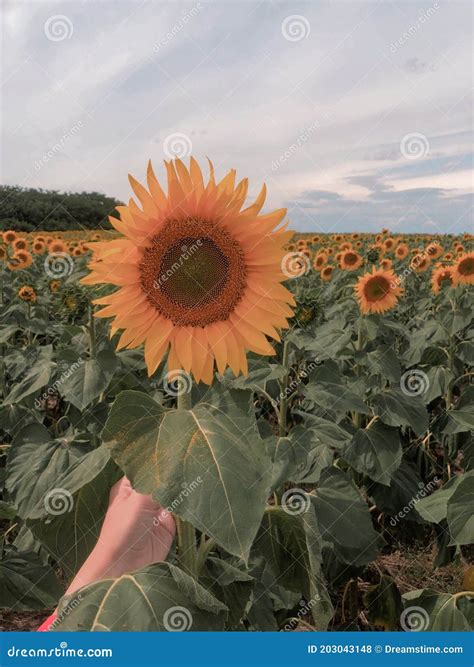 Russian sunflower fields stock photo. Image of vegetable - 203043148