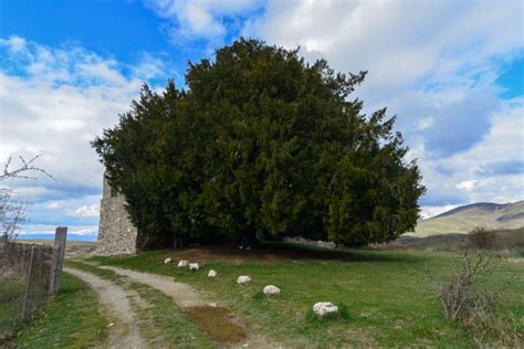 El Tejo De San Crist Bal Octavo Rbol M S Antiguo De Espa A