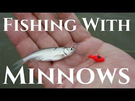 How To Rig A Live Minnow For Maximum Action Different Ways To Hook