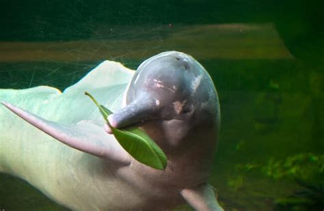 Amazon River Dolphin Habitat Maps