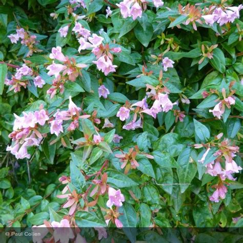 Abélia à grandes fleurs Edward Goucher Abelia grandiflora