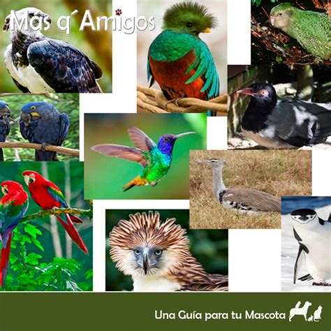 Aves En Peligro De Extinci N Especies Y Fotos