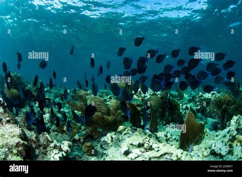 A School Of Blue Tangs Swims Above A Coral Reef In The Clear Blue