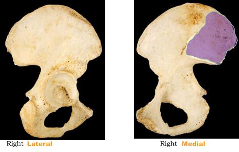 Coxal Bones Bone Markings Diagram Quizlet