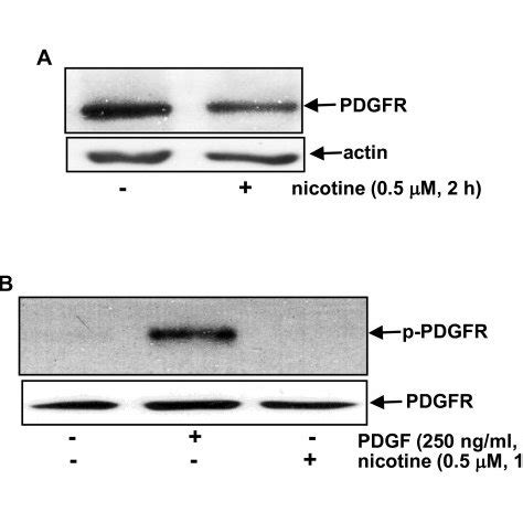 Activation Status Of Pdgfr In Mcf A Cells In Response To Nicotine