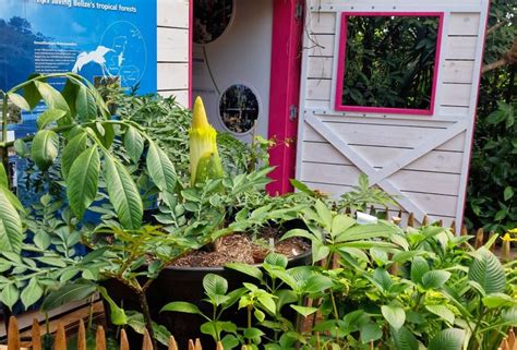 L Arum Titan Jaillit Au Papiliorama Ce Juillet