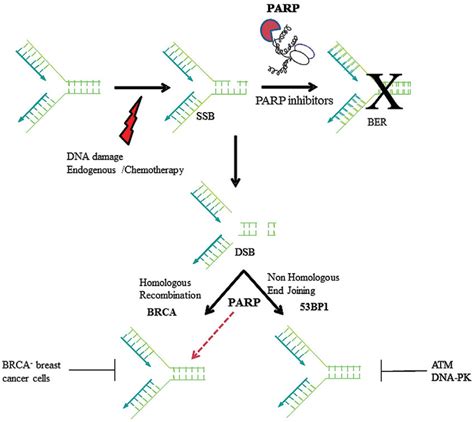 Parp1 And Ddr Dna Damage Induced Endogenously Or By External Agents