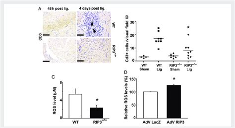 RIP3 Mediates Inflammation And Generation Of ROS In Myocardial