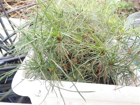 Planting Pine Seedlings In School Pikabu Monster